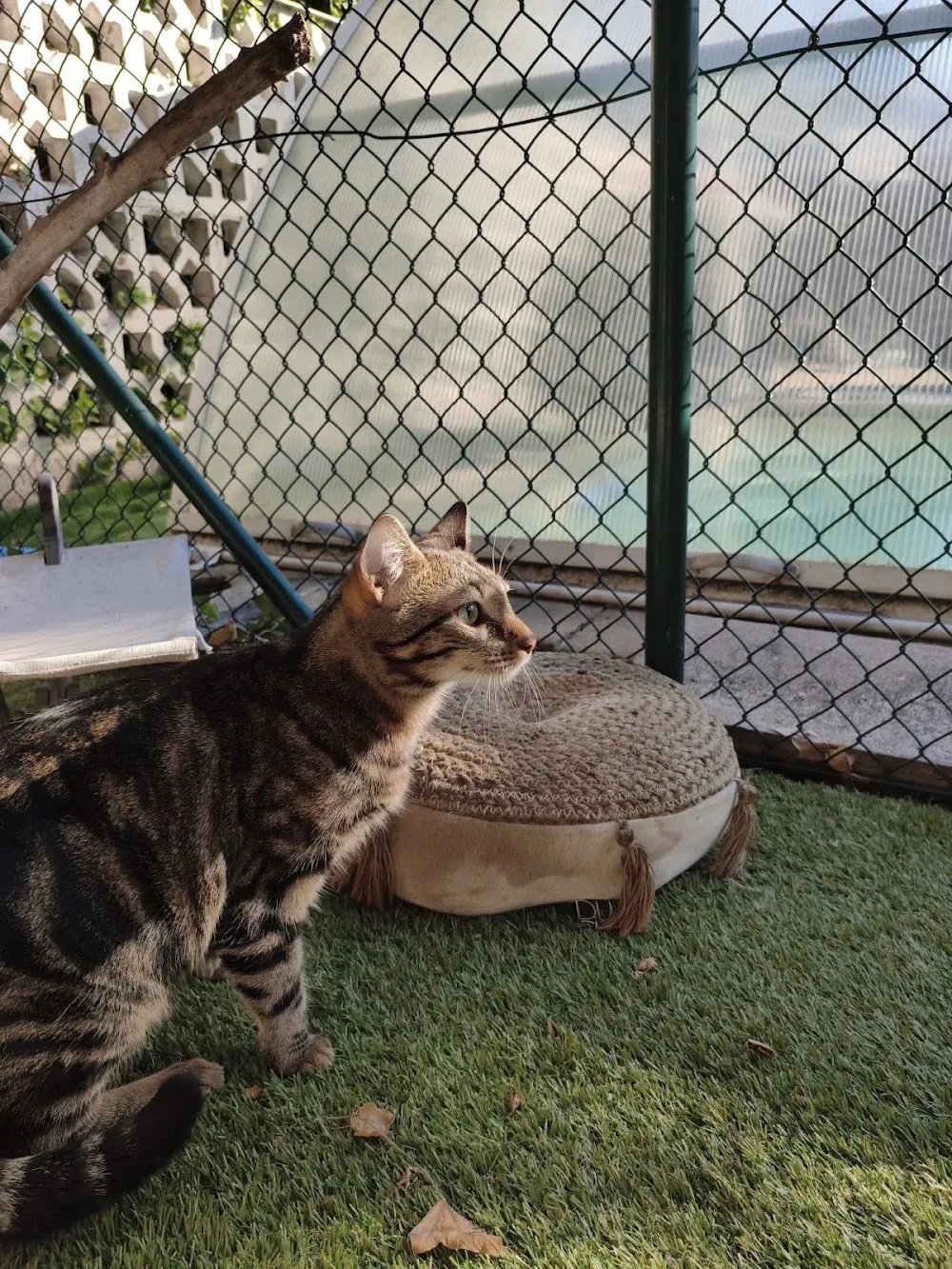 L'Annexe des Chats - Pension Féline - Alsace pet otel görseli 6