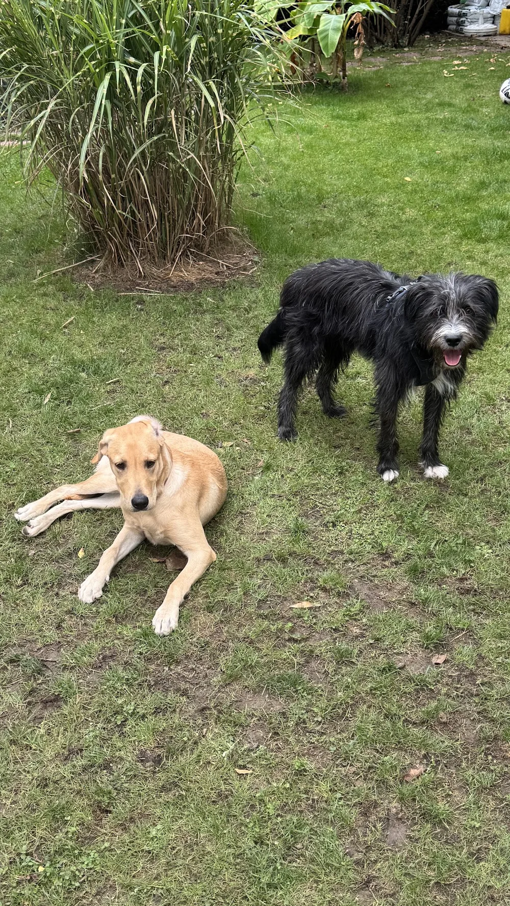 Le Dog Pawlace - Alsace pet otel görseli 7