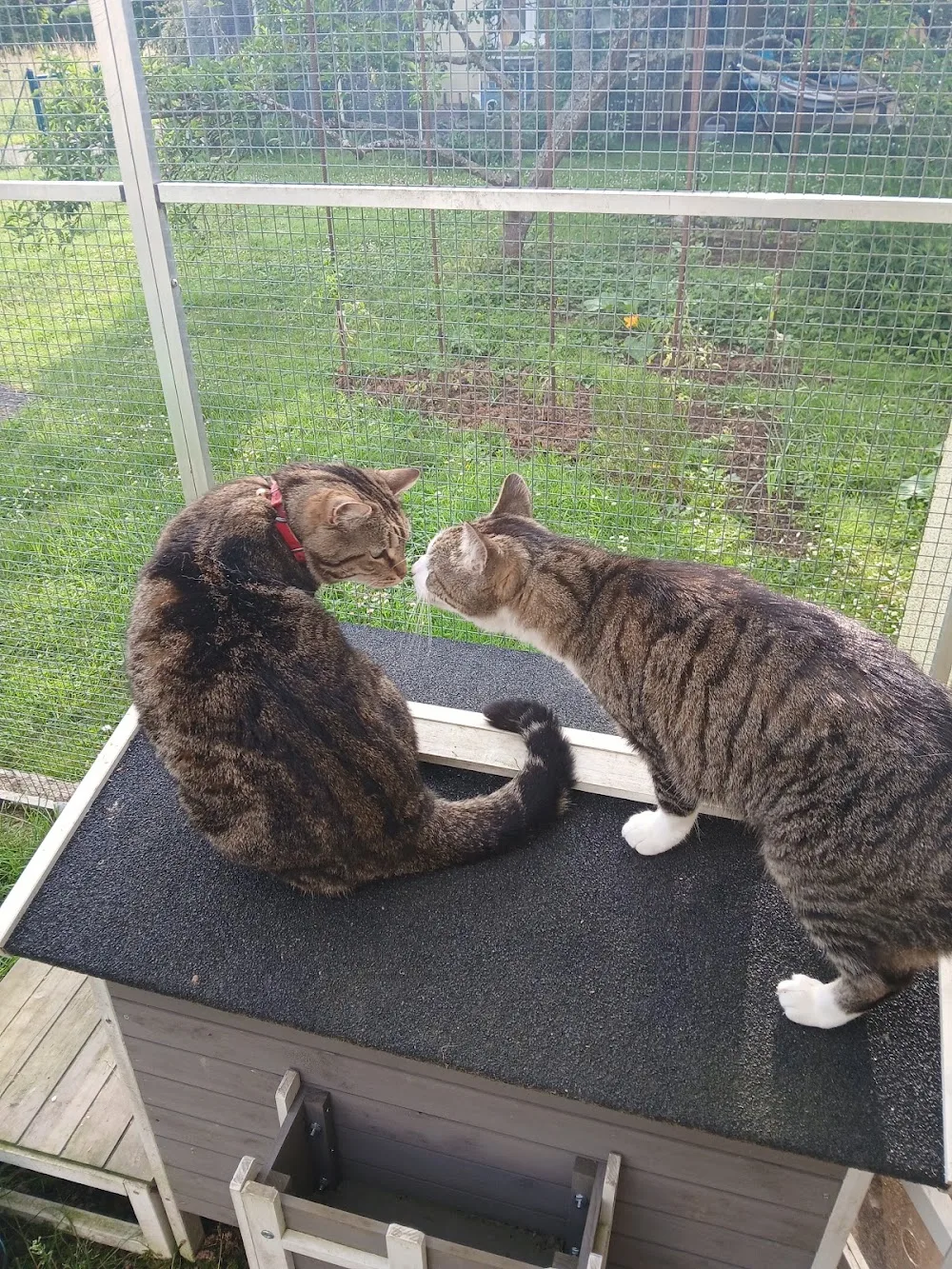 Le relais des chats - Pension pour chats et comportementaliste félin - Alsace pet otel görseli 6
