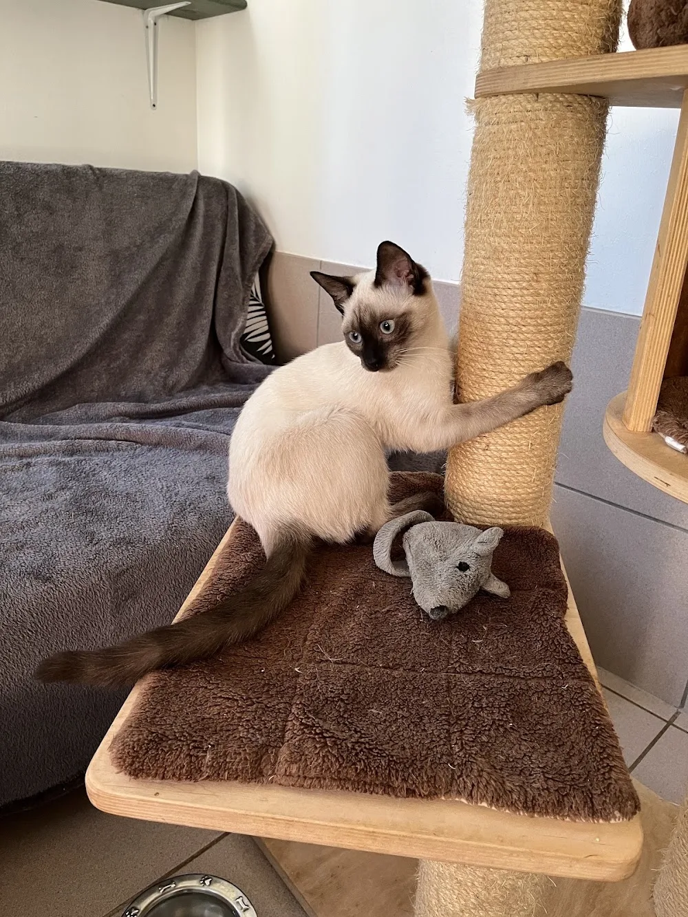 Le relais des chats - Pension pour chats et comportementaliste félin - Alsace pet otel görseli 7