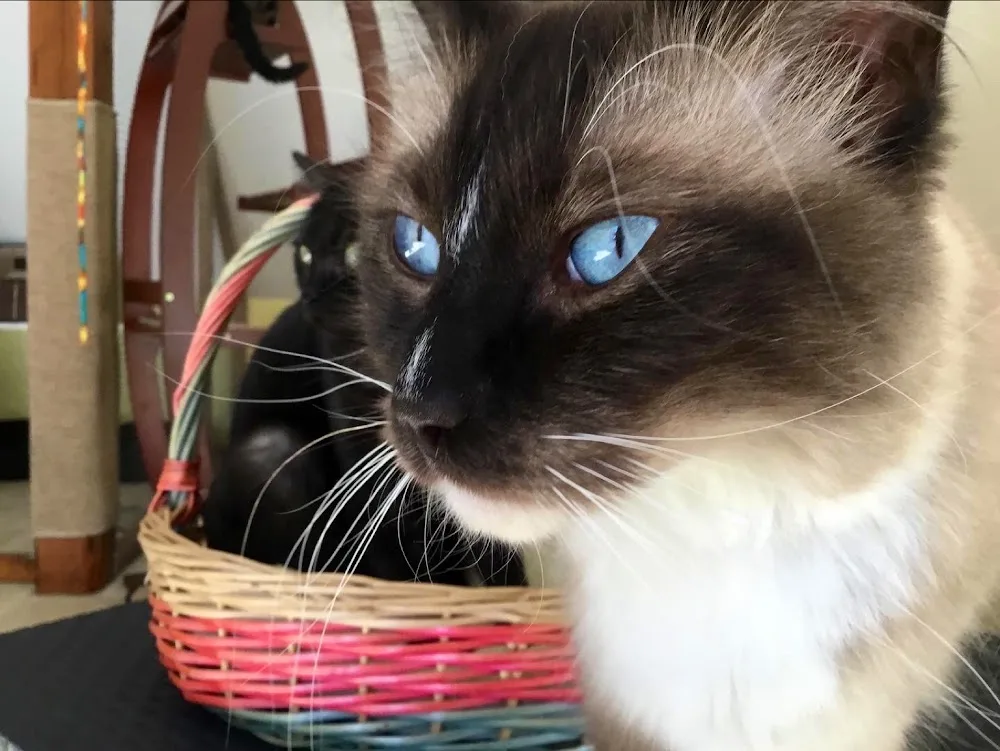 Le Temple des Chats - Alsace pet otel görseli 6