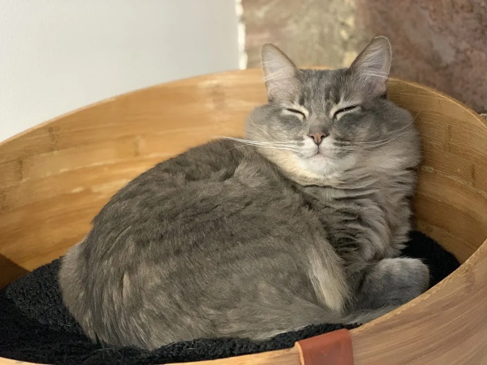 Le Temple des Chats - Alsace pet otel görseli 7