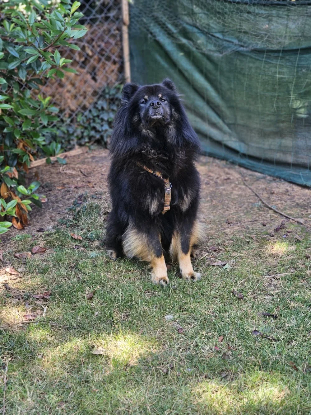 L'échappée Bêtes - Garde cocooning pour chiens et chats - Alsace pet otel görseli 7
