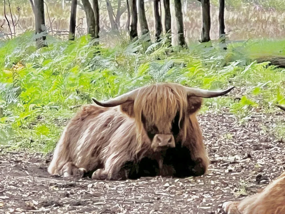 Les Copains de Maui - Alsace pet otel görseli 3
