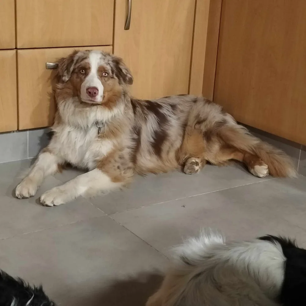 Les Copains de Maui - Alsace pet otel görseli 6