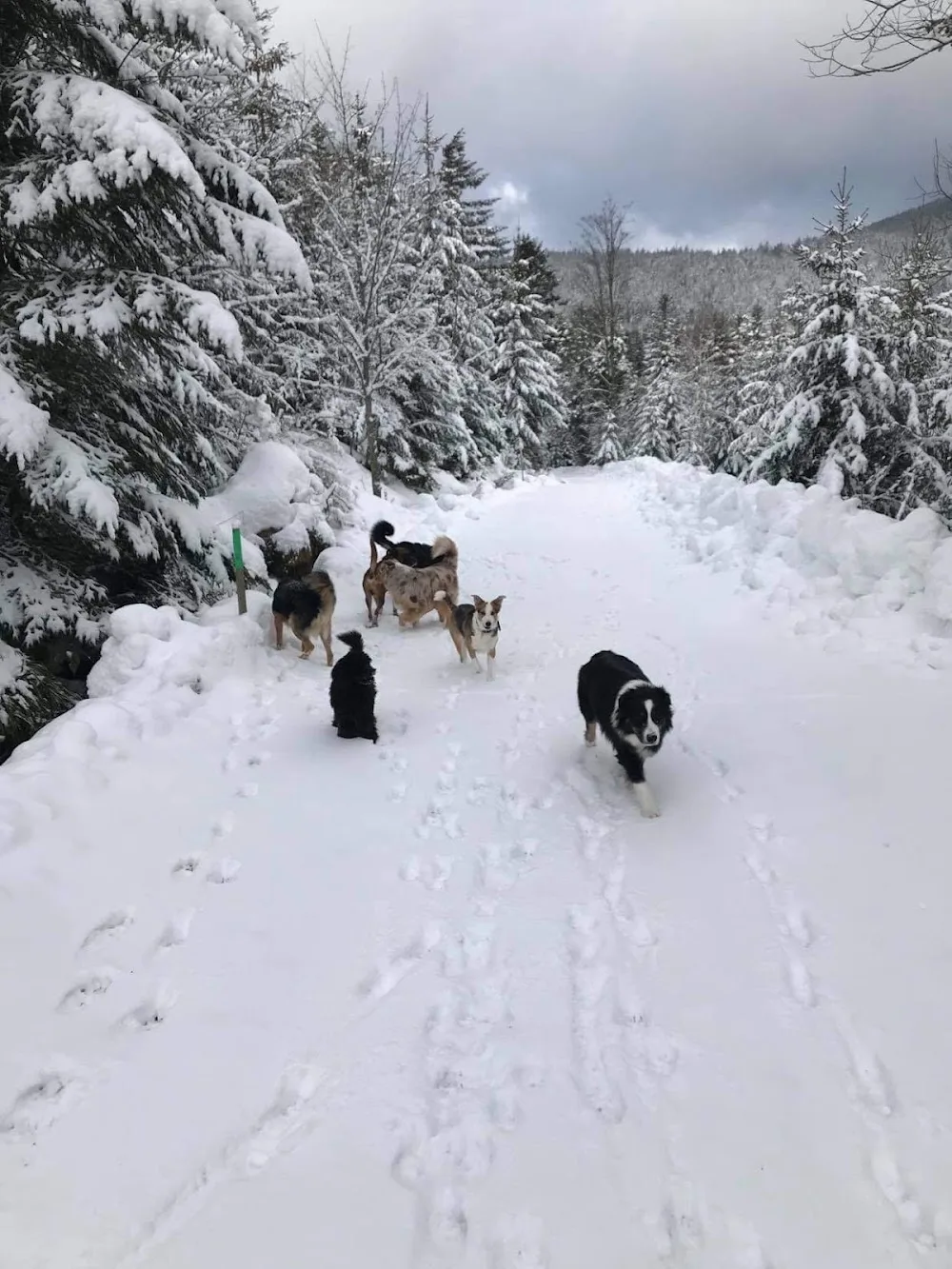 Pension Canine Chez Sophie - Alsace pet otel görseli 3