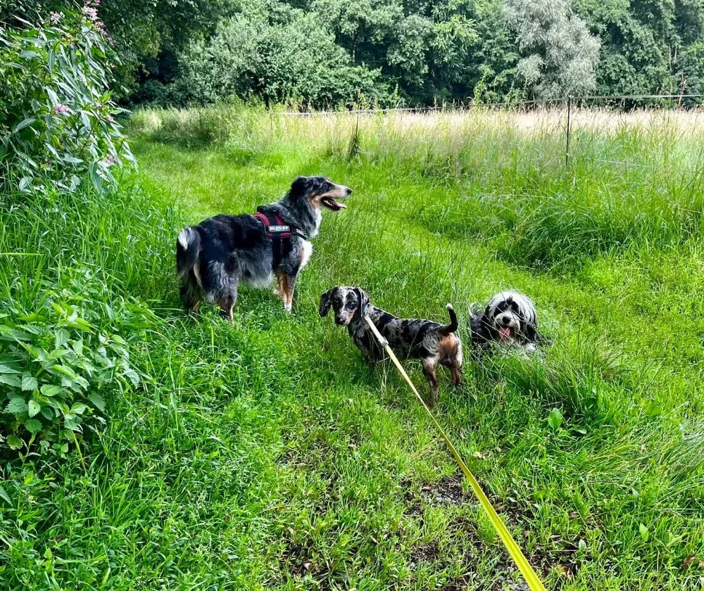Pension Canine Du Ried-Educatrice Comportementaliste - Alsace pet otel görseli 3