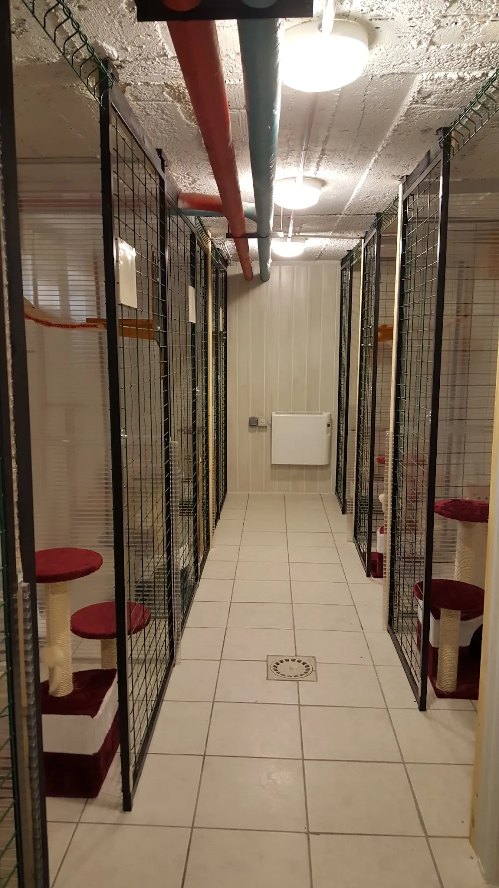 pension féline de Molsiamois, visite à domicile , comportementaliste félin - Alsace pet otel görseli 2