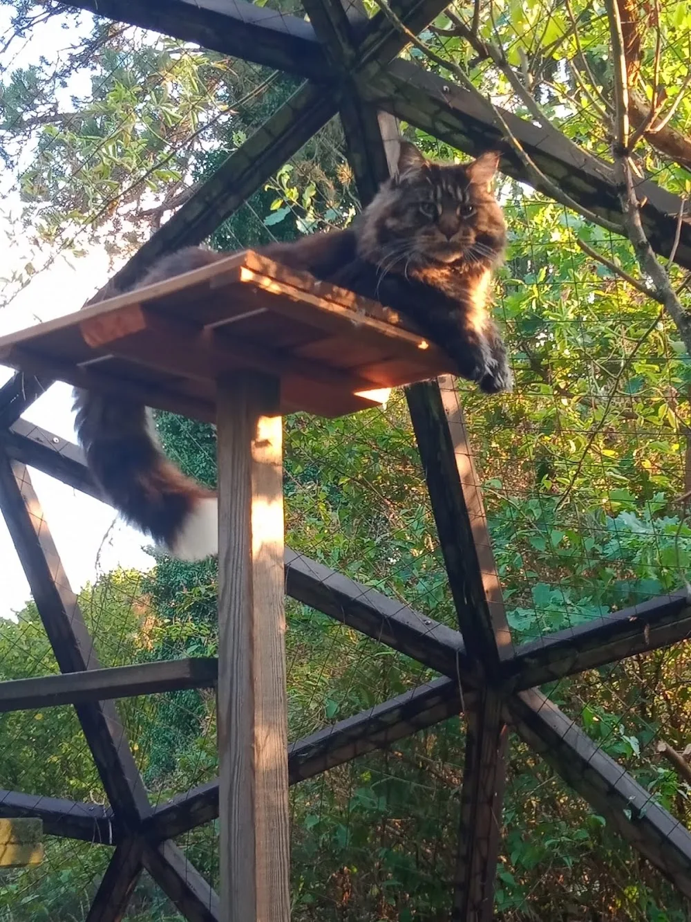 Pension féline Le Chat Perché - Alsace pet otel görseli 3