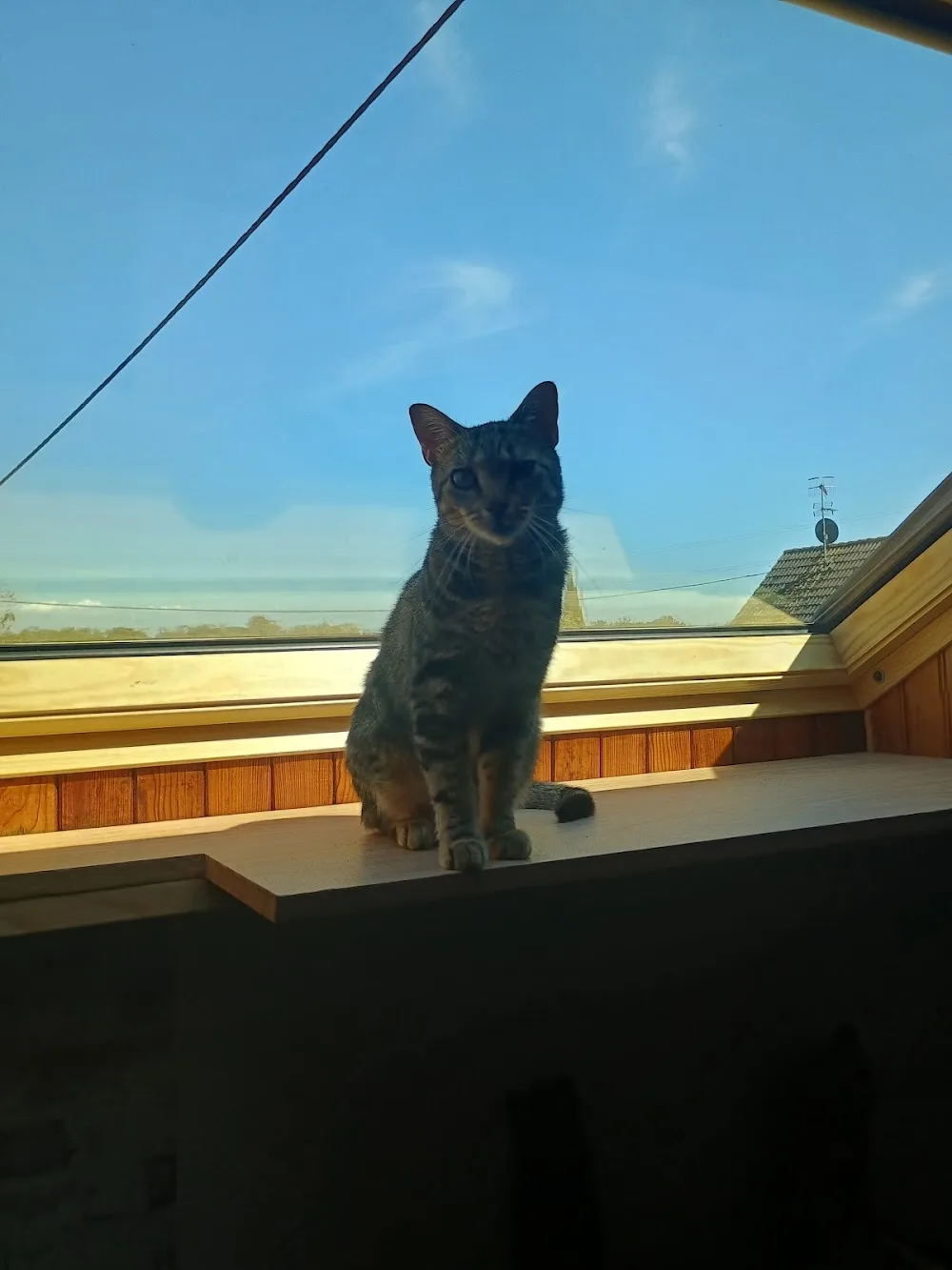 Pension individuelle pour chat🐱 - Alsace pet otel görseli 2