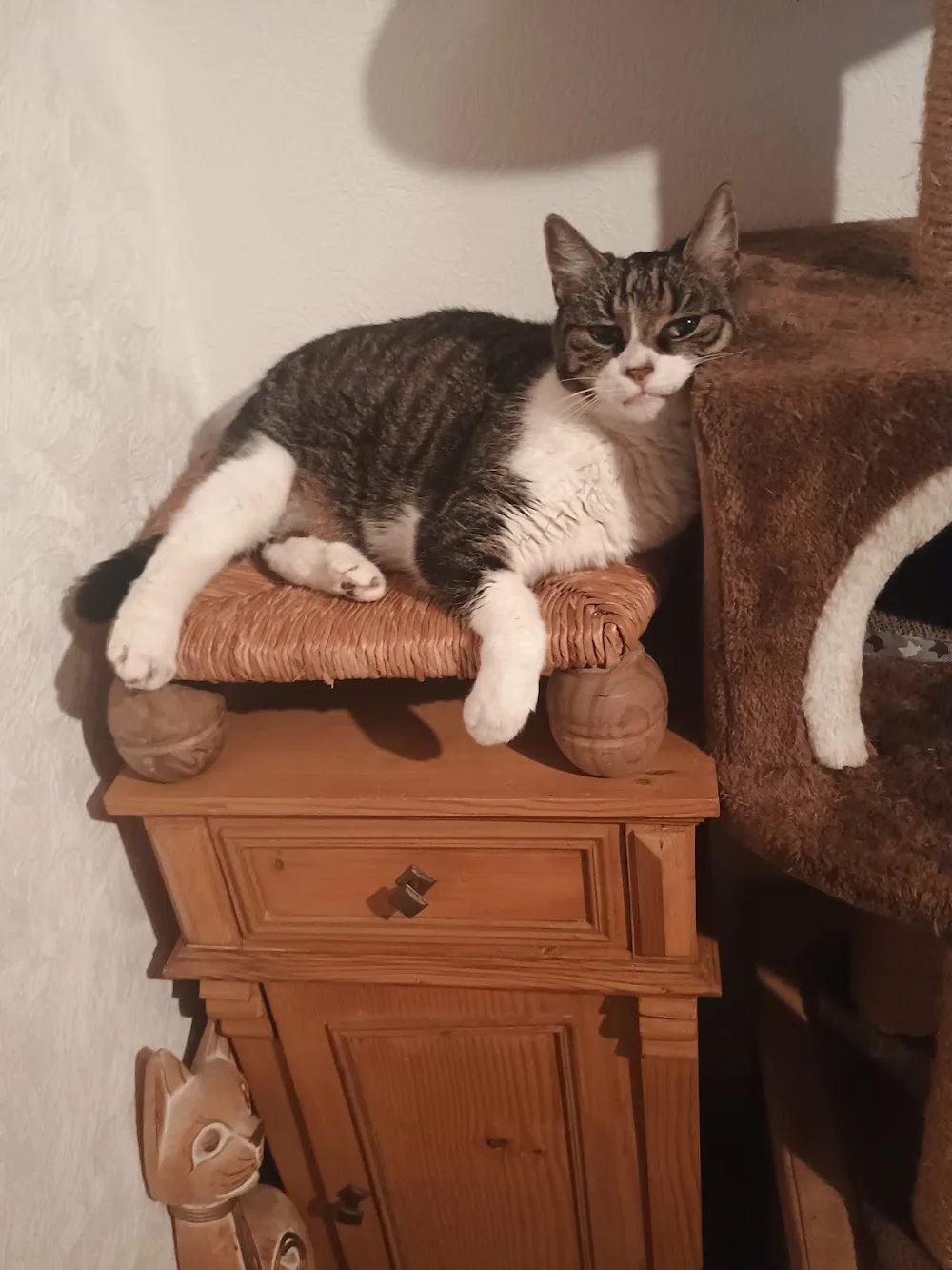 Pension individuelle pour chat🐱 - Alsace pet otel görseli 7