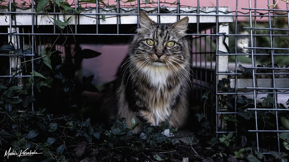 Pension Le Chat Zen (68220 Buschwiller ) - Alsace pet otel