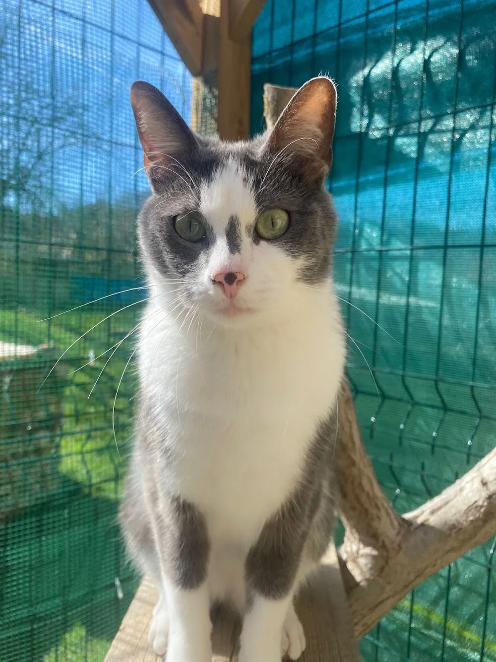 Pension Ô 3 Ptits Chats - Alsace pet otel görseli 2