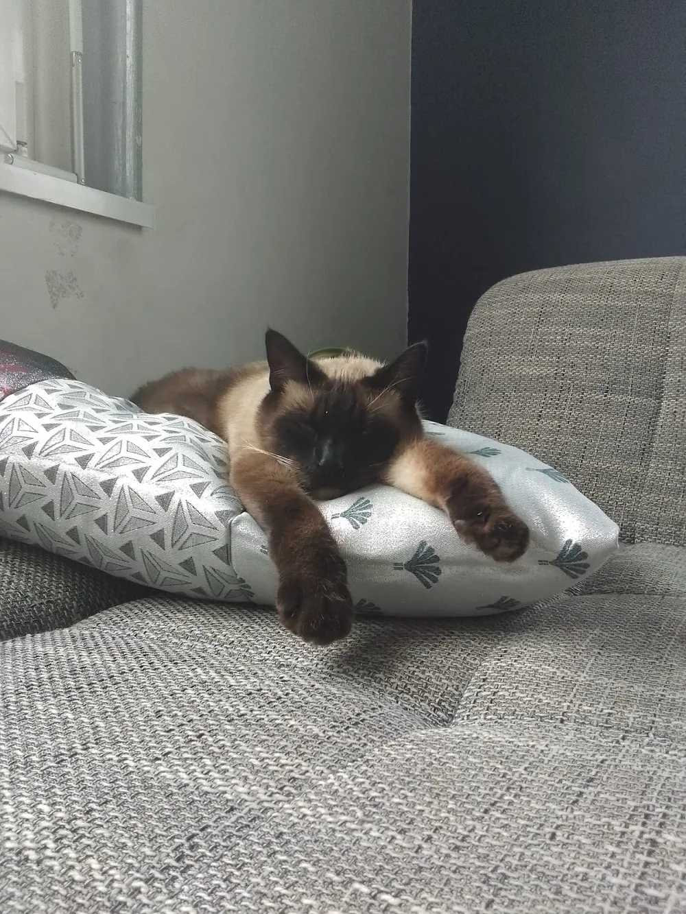 Pension Ô 3 Ptits Chats - Alsace pet otel görseli 3