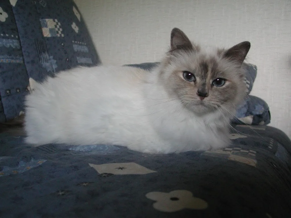 POILS ET PLUMES - Pension pour animaux de compagnie - Alsace pet otel görseli 2
