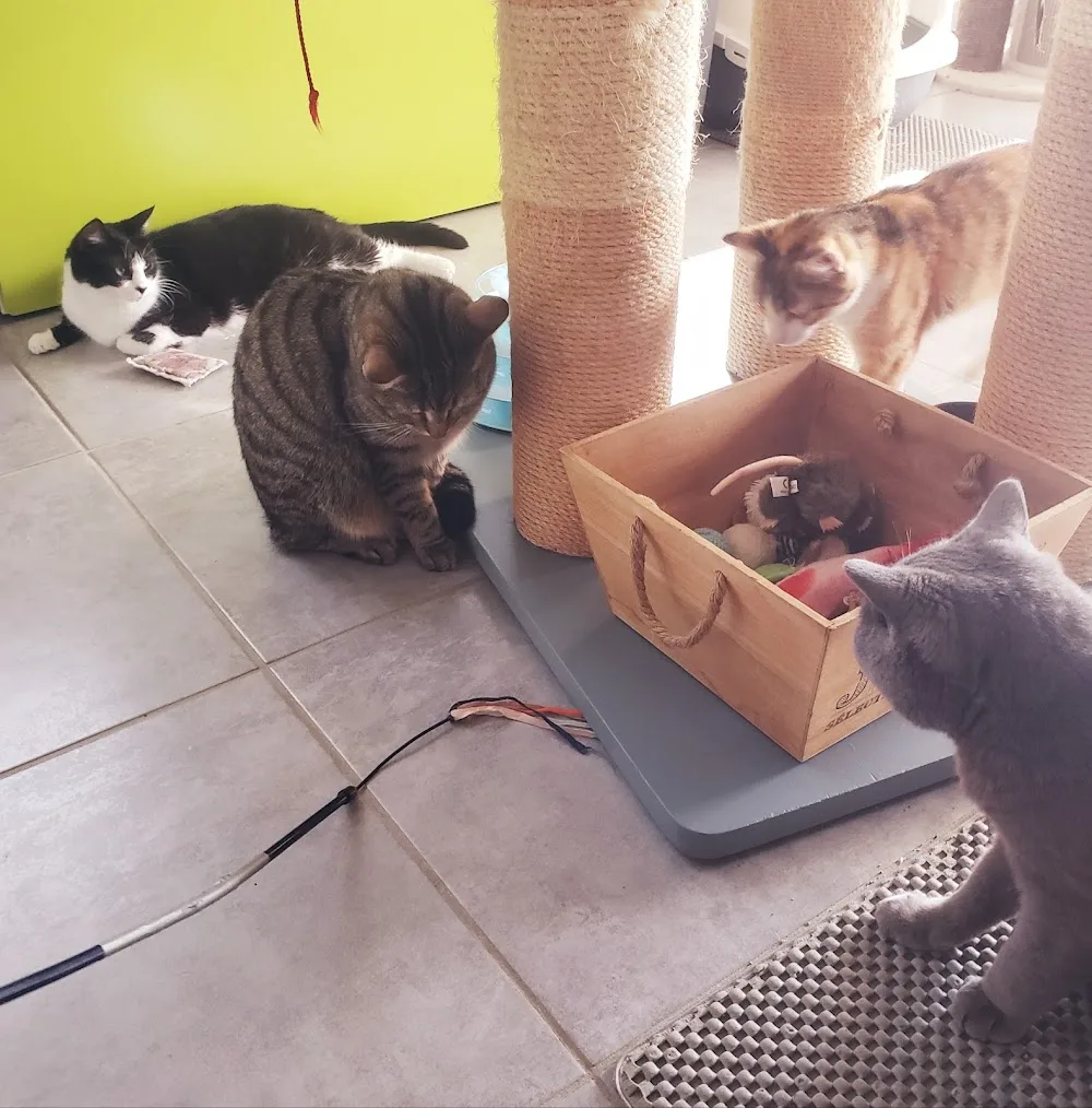 Souris'Cat - Alsace pet otel görseli 2