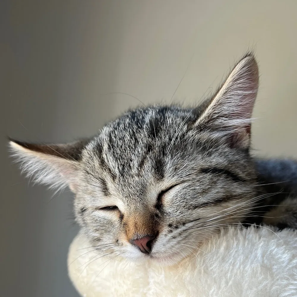 Souris'Cat - Alsace pet otel görseli 4