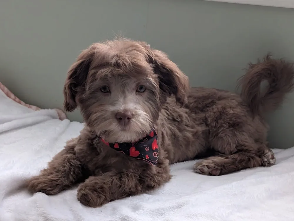 TOMISKAWAY KENNELS - Amos pet otel görseli 3