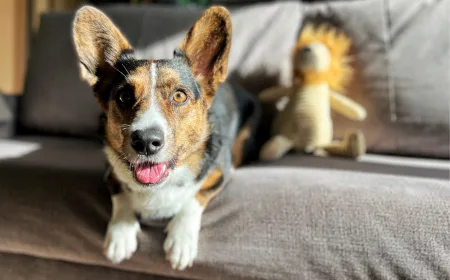 Alvis - Dog Walking and Pet Sitting - Amsterdam pet otel
