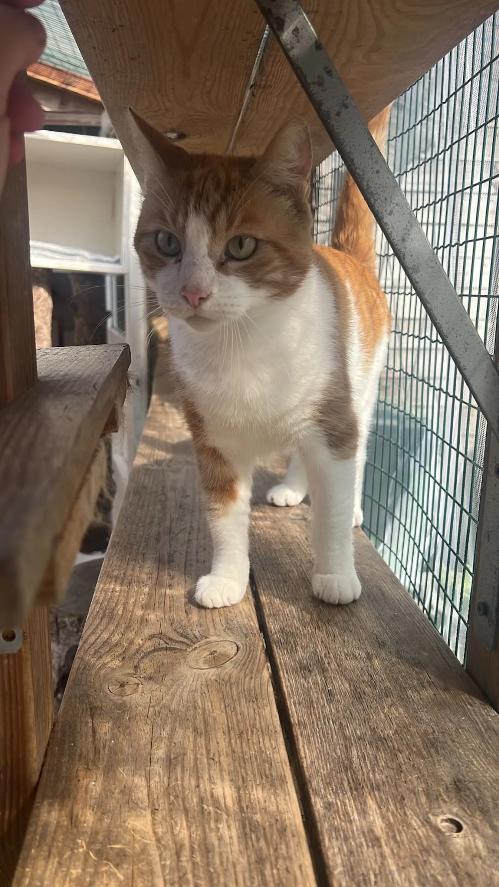 Betty's Kattenhotel - Amsterdam pet otel