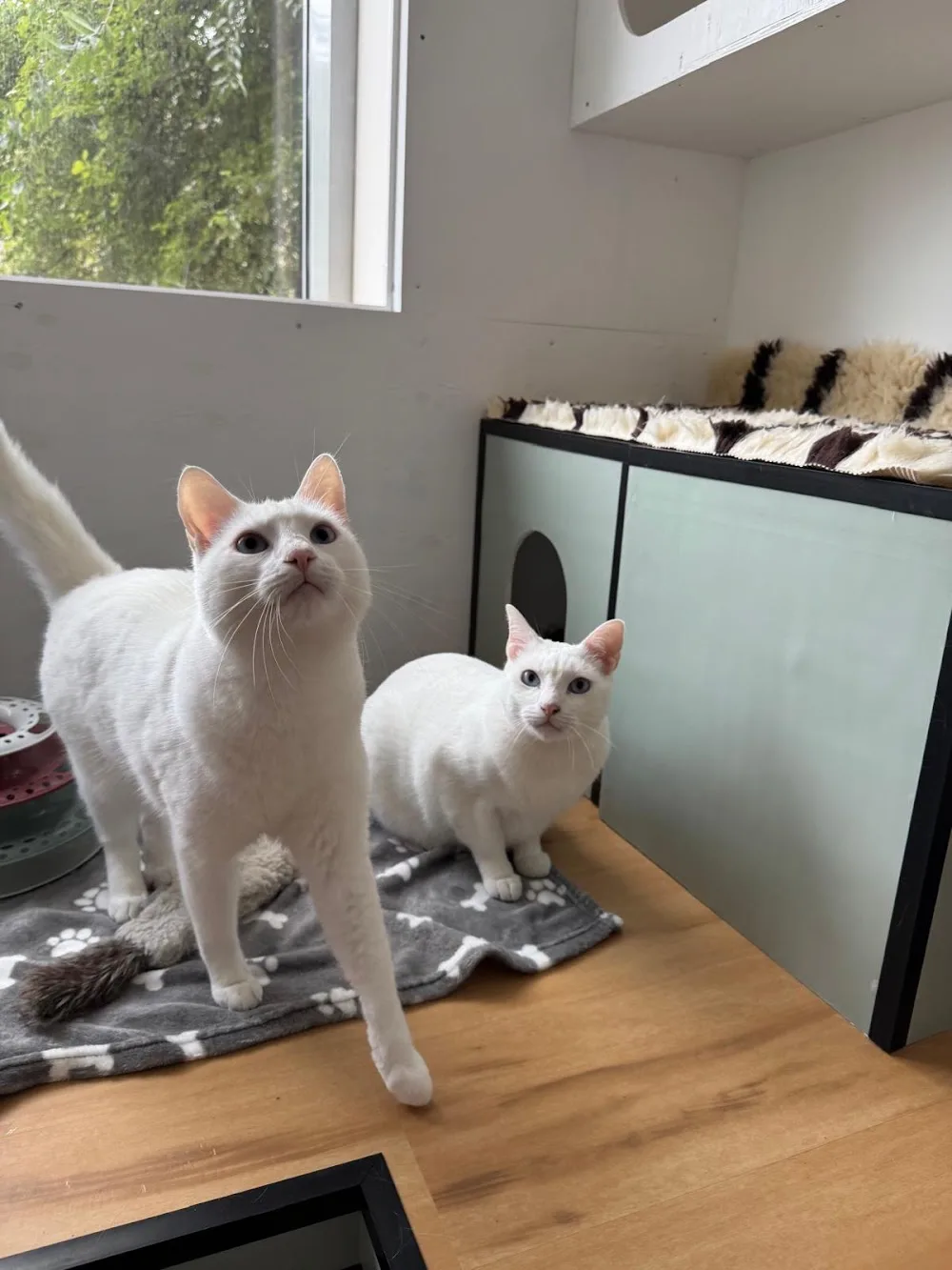 Cat Vibes Kattenhotel - Amsterdam pet otel