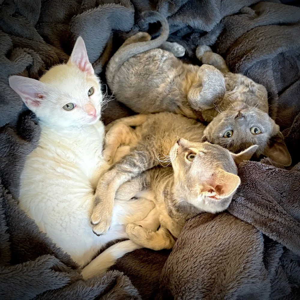 Cattery Irusan | German Rex - Amsterdam pet otel