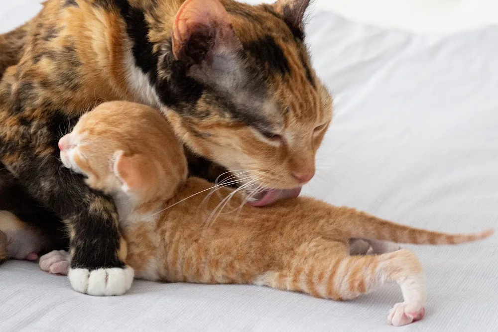 Cattery Irusan | German Rex - Amsterdam pet otel görseli 3