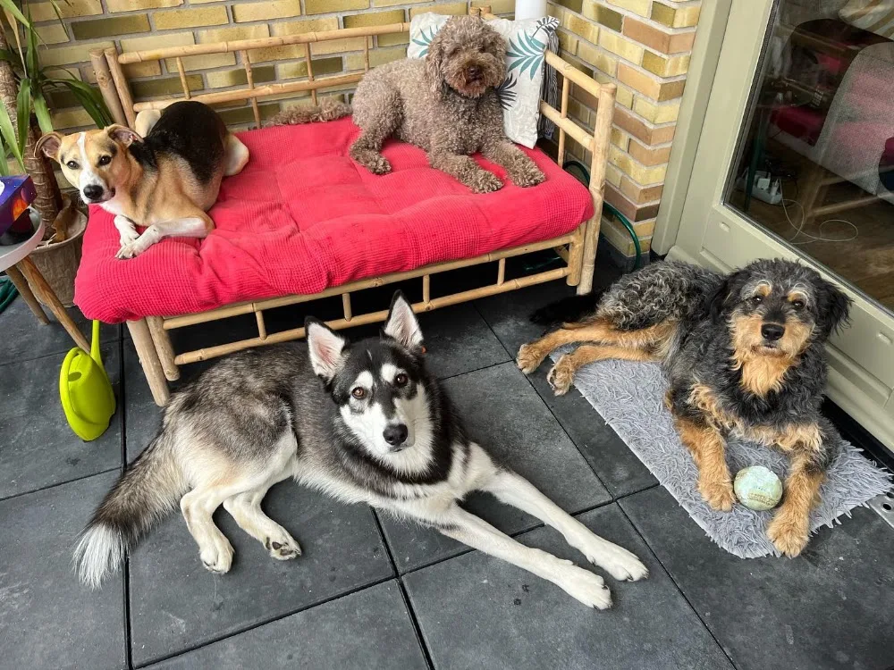 DIHOO Dog Hotel - Amsterdam pet otel