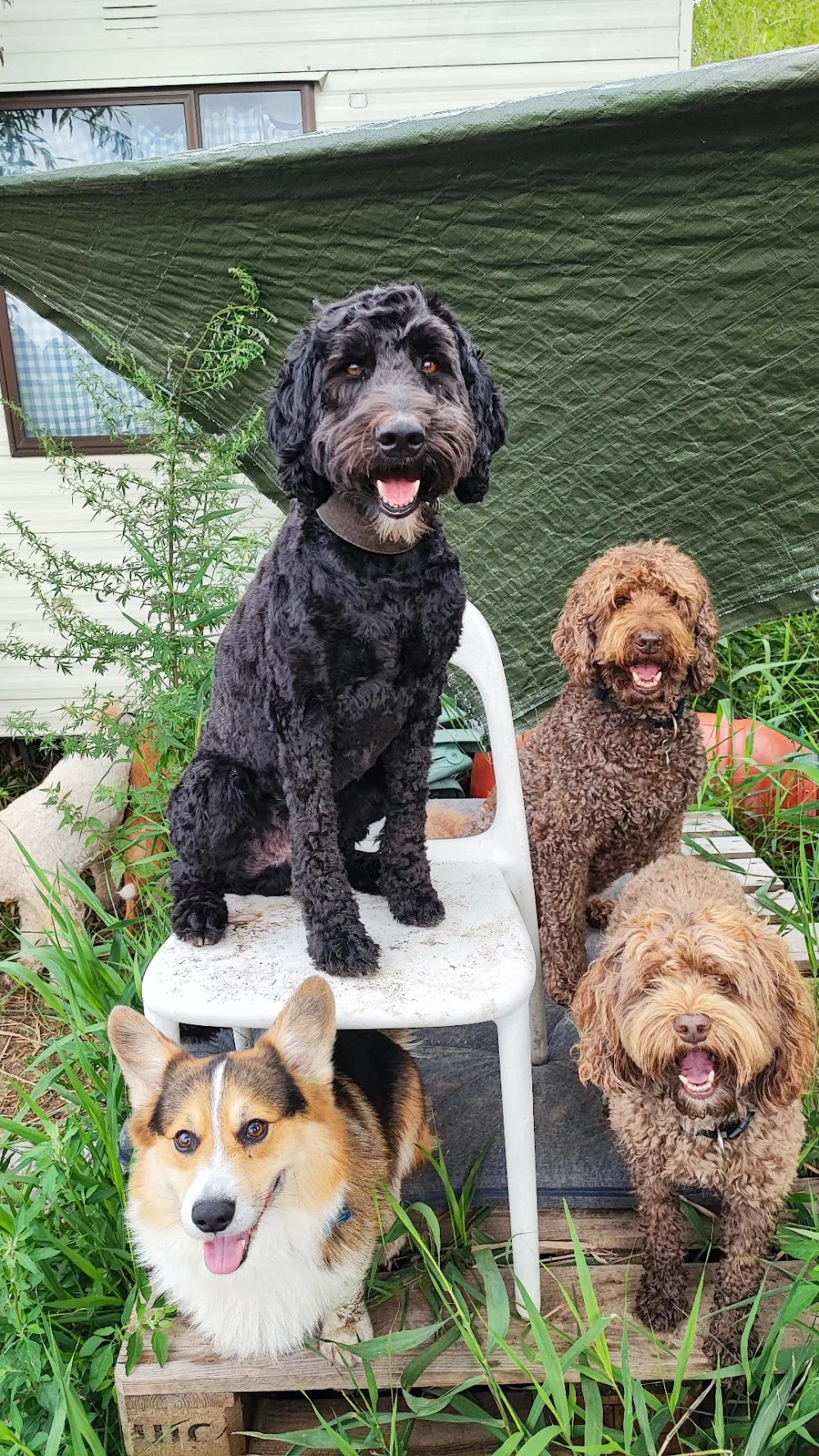 Doggiedog - Amsterdam pet otel