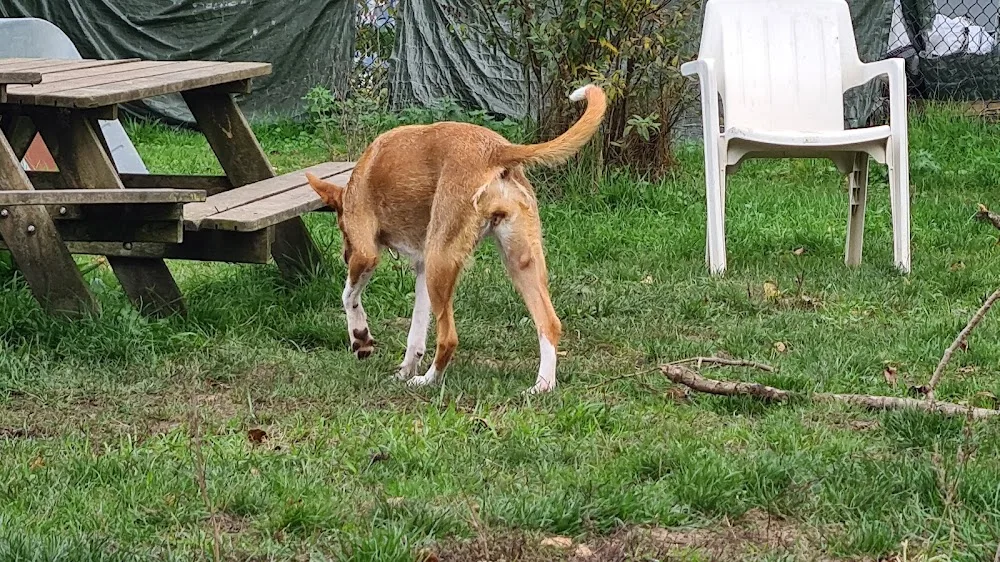 Doggiedog - Amsterdam pet otel görseli 3