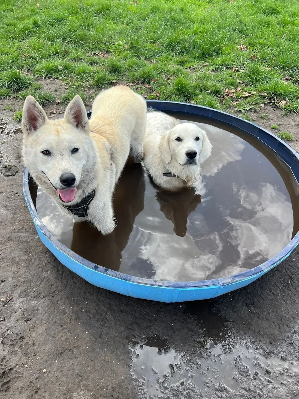Happy Dogs Amsterdam - Amsterdam pet otel