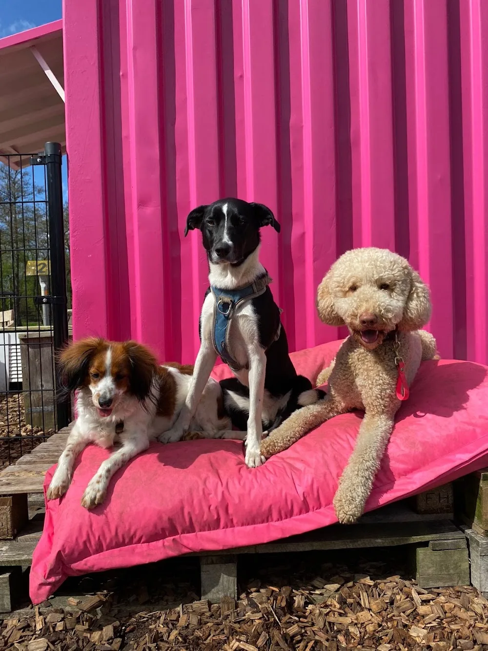 Hotdoghouse - Amsterdam pet otel görseli 2