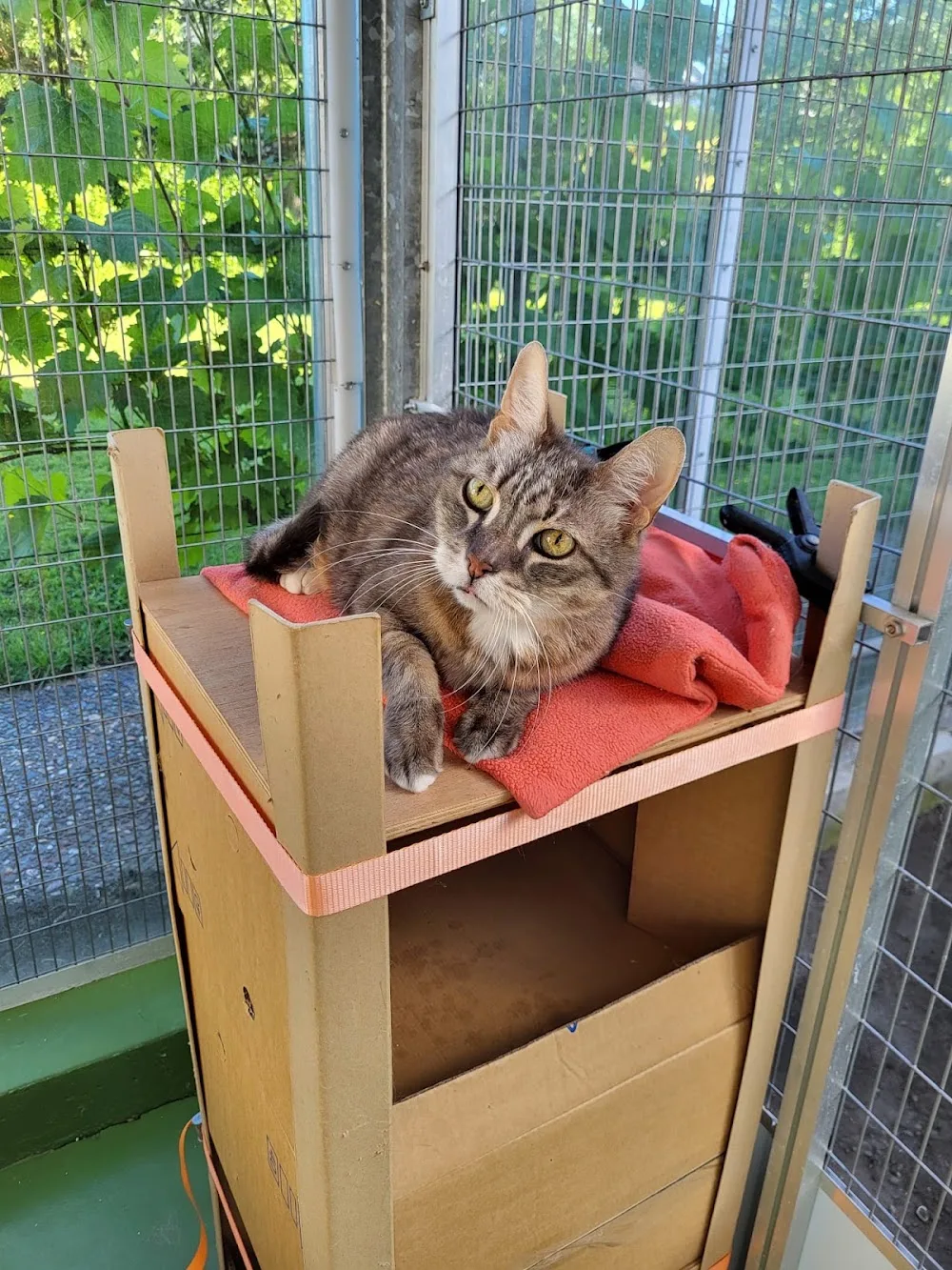 Kattenhotel Tante Betje🐈⬛ - Amsterdam pet otel görseli 2