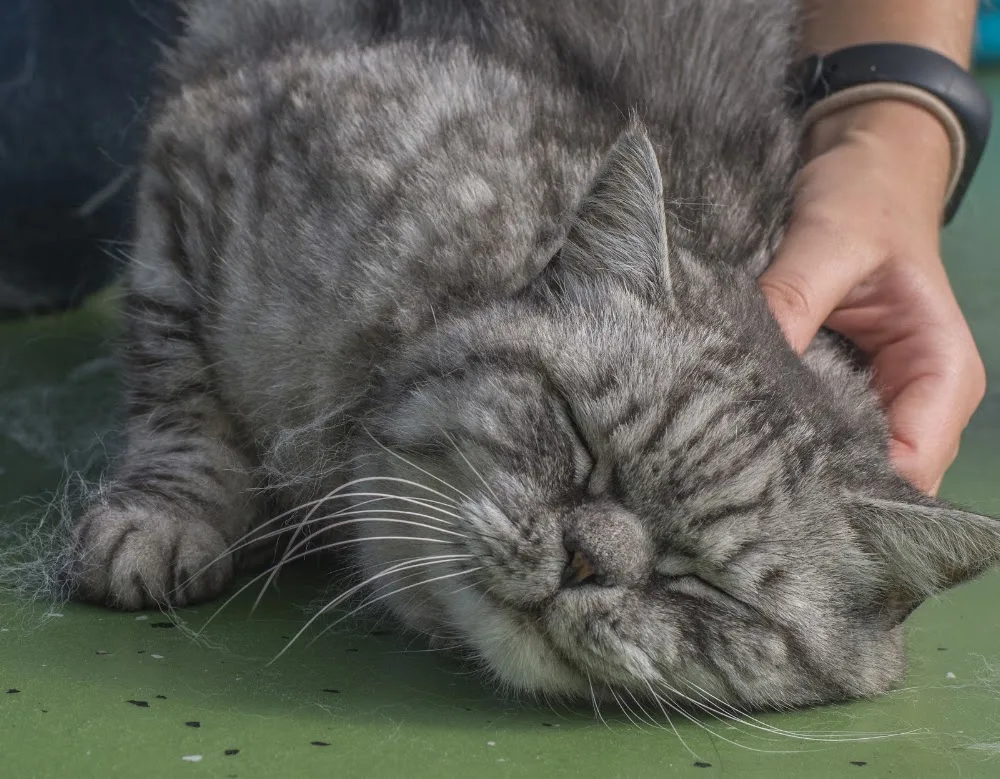 Kattenhotel Tante Betje🐈⬛ - Amsterdam pet otel görseli 3