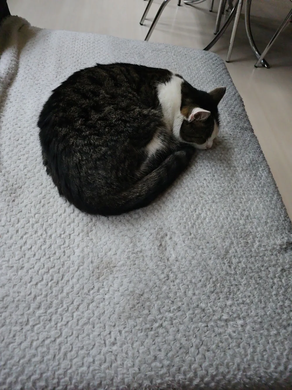 Kattenpension A Cat's Dream - Amsterdam pet otel görseli 3