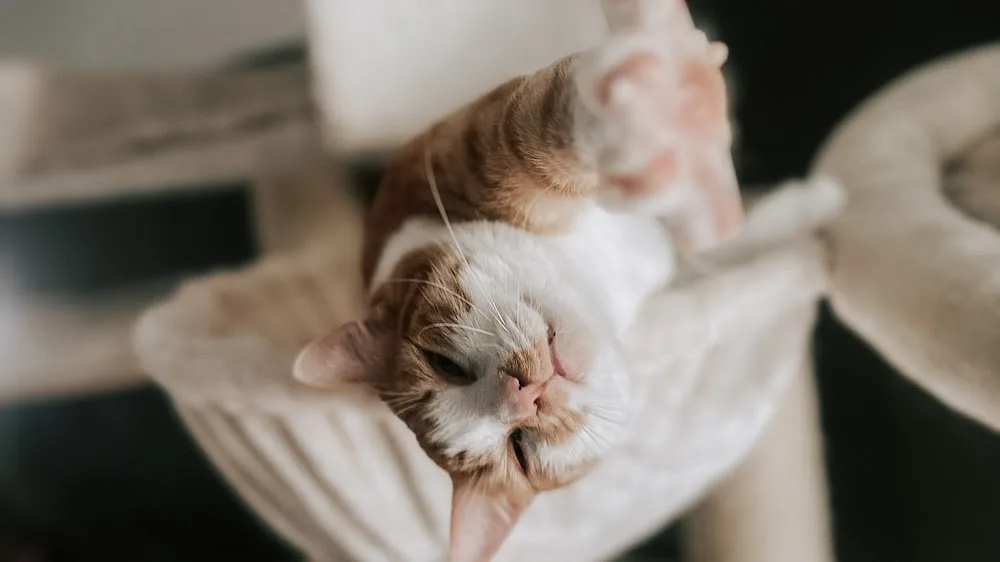 Kattenpension 'Mijn Stekkie' Zuid Holland - Amsterdam pet otel