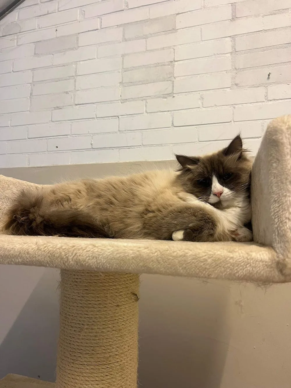 Kattenpension 'Mijn Stekkie' Zuid Holland - Amsterdam pet otel görseli 3