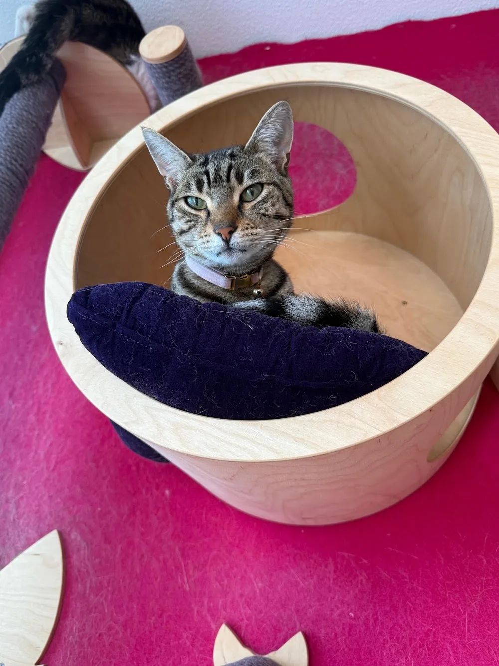 Katwoman & Ko Amsterdam | Kattenoppas Amsterdam | Cat hotel Amsterdam | Kattenpension | Kattenopvang | Cattery | Cat Boarding - Amsterdam pet otel