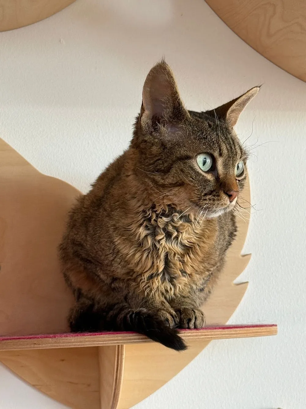 Katwoman & Ko Amsterdam | Kattenoppas Amsterdam | Cat hotel Amsterdam | Kattenpension | Kattenopvang | Cattery | Cat Boarding - Amsterdam pet otel görseli 3