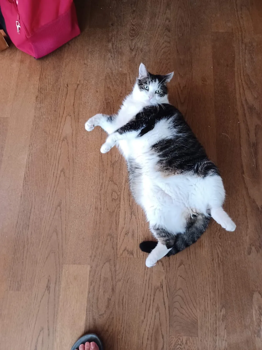 Stichting DierenVangnet - Amsterdam pet otel görseli 3