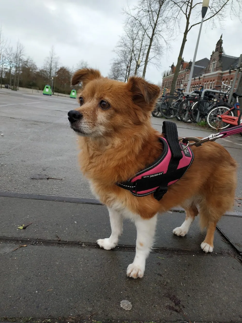 The Paw House Amsterdam - Amsterdam pet otel görseli 3