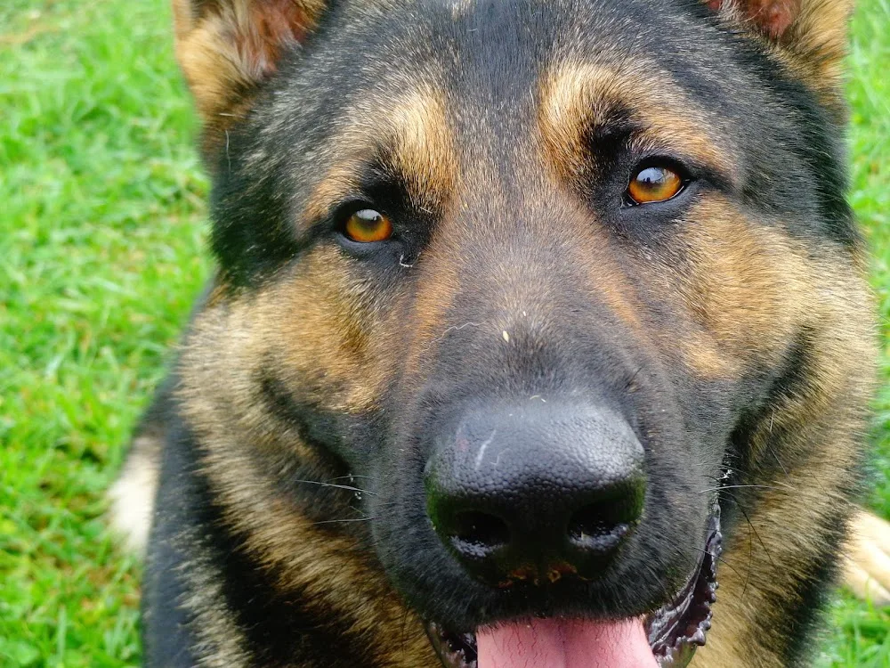 Pensione Per Cani - La Tana Sul Colle - Ancona pet otel görseli 6