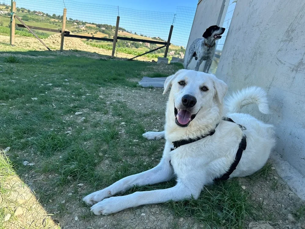 REA RESORT Pet Village - Ancona pet otel görseli 2
