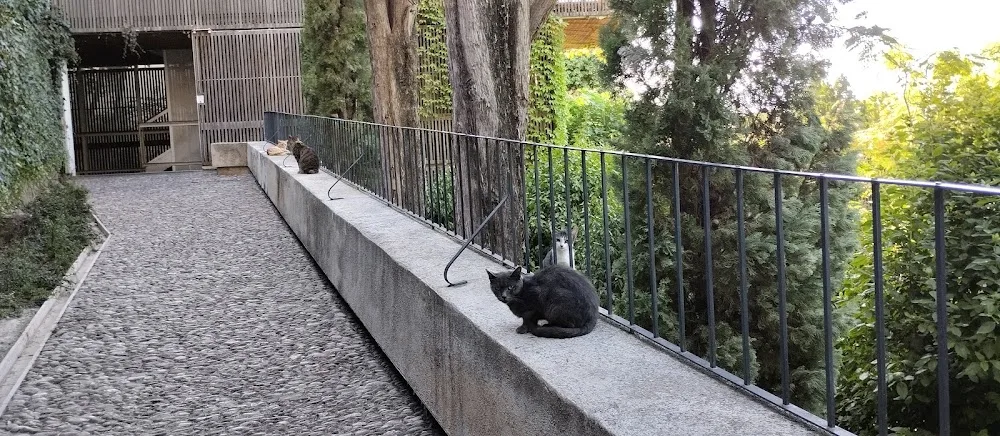 Colonia de gatos controlada - Andalusia pet otel görseli 2