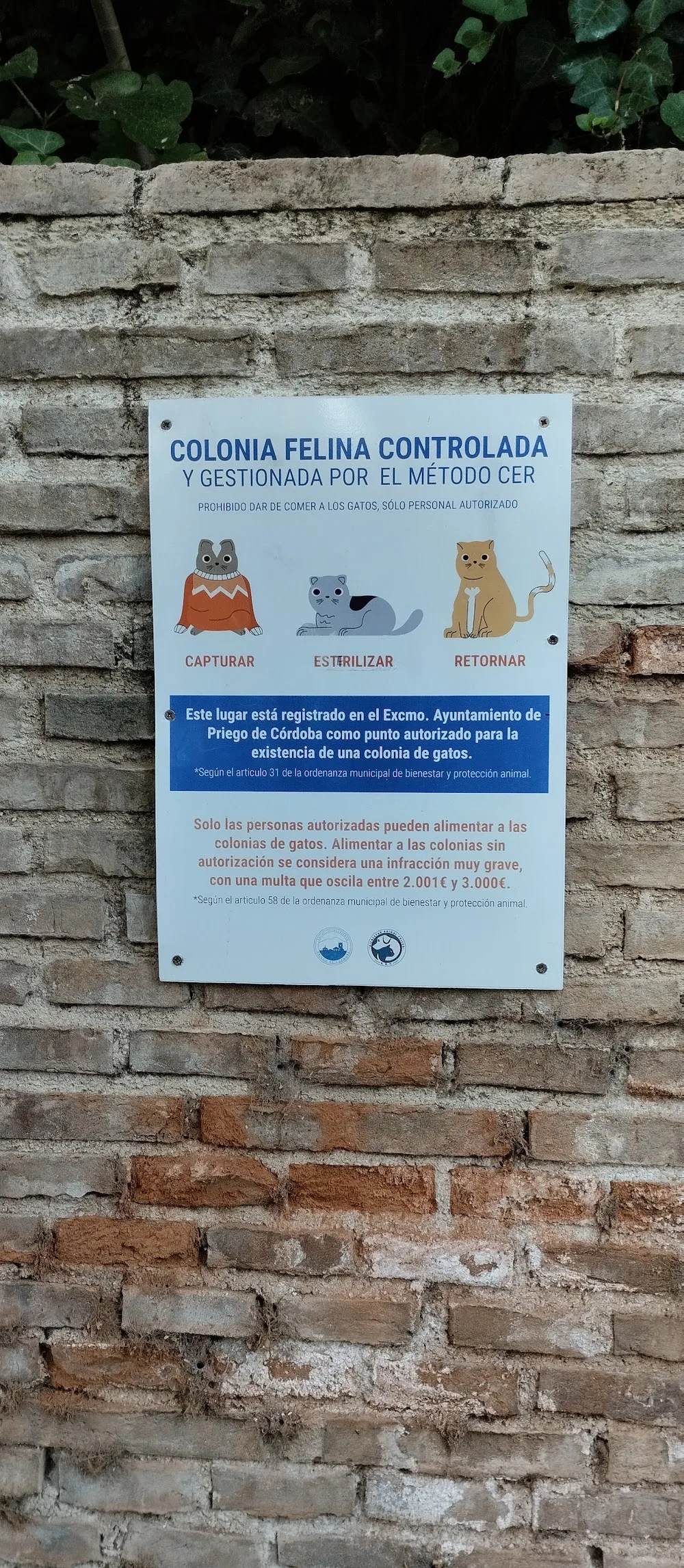 Colonia de gatos controlada - Andalusia pet otel görseli 3