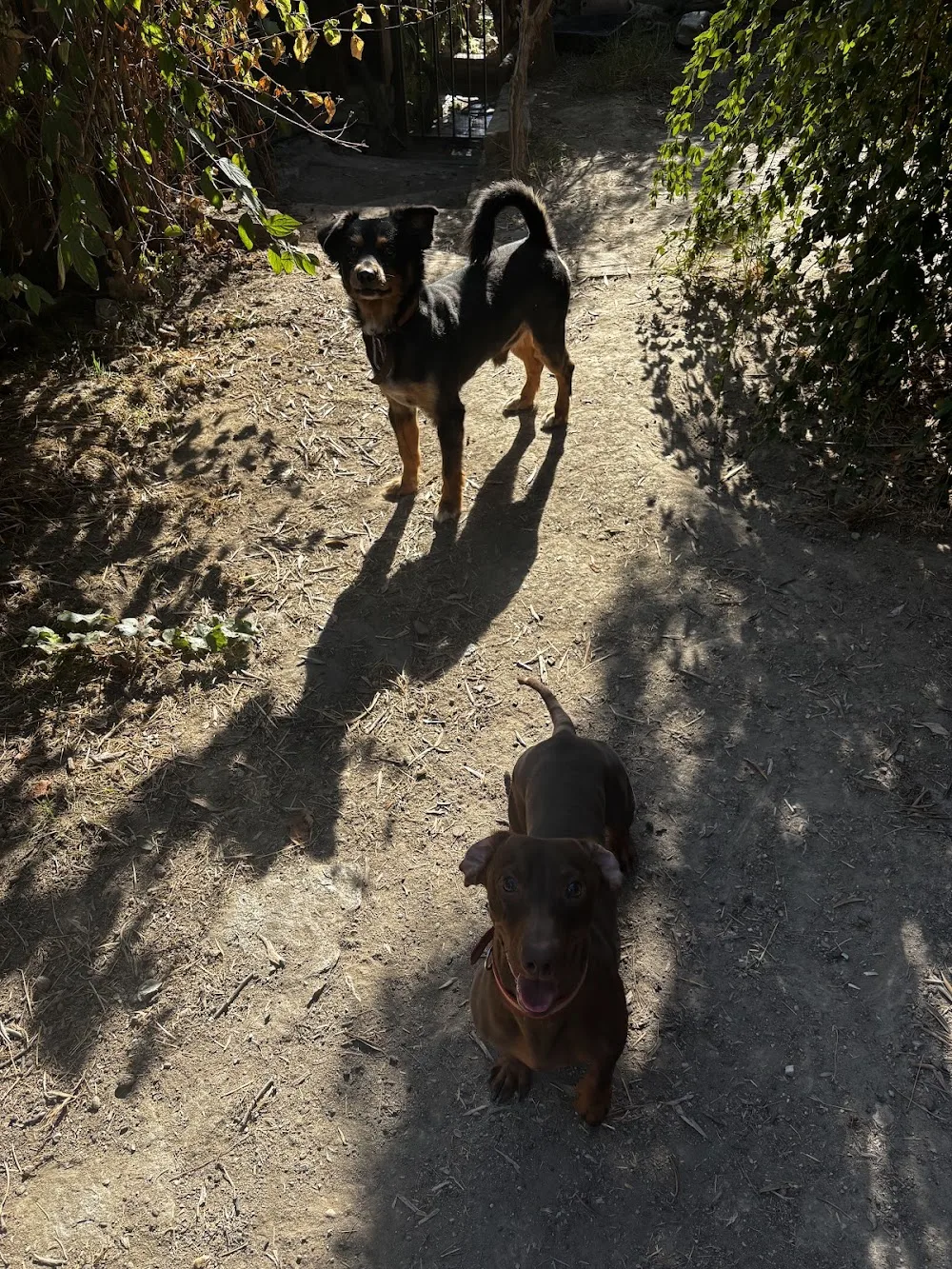 Cuidadora Canina Genil - Andalusia pet otel görseli 2