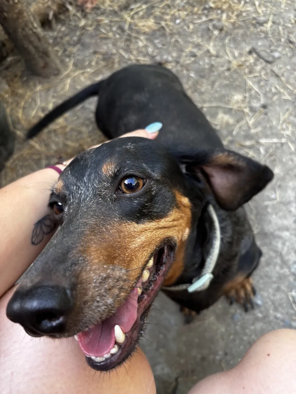 Cuidadora Canina Genil - Andalusia pet otel görseli 3