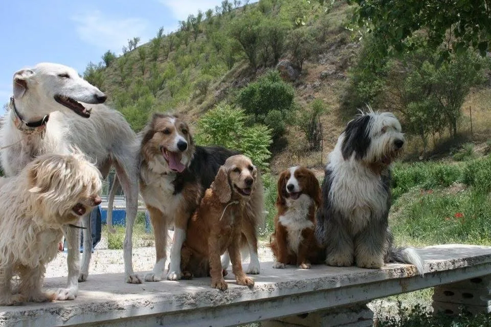 Dogisticat Residencia Canina-Felina - Andalusia pet otel