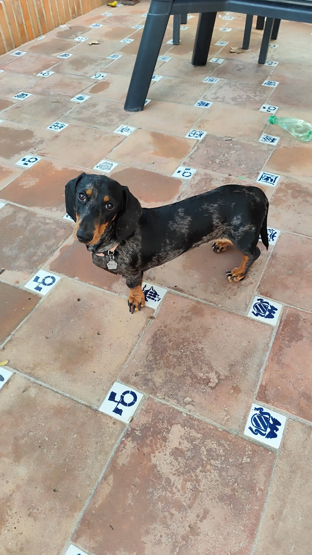 HogarPets - Andalusia pet otel görseli 3