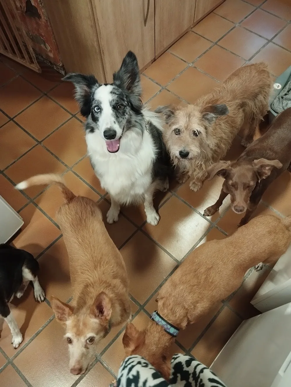 mamacoradoghome - Andalusia pet otel görseli 3
